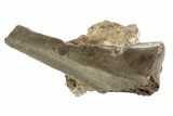 Permian Reptile Bone Fragments - Oklahoma #79527-1